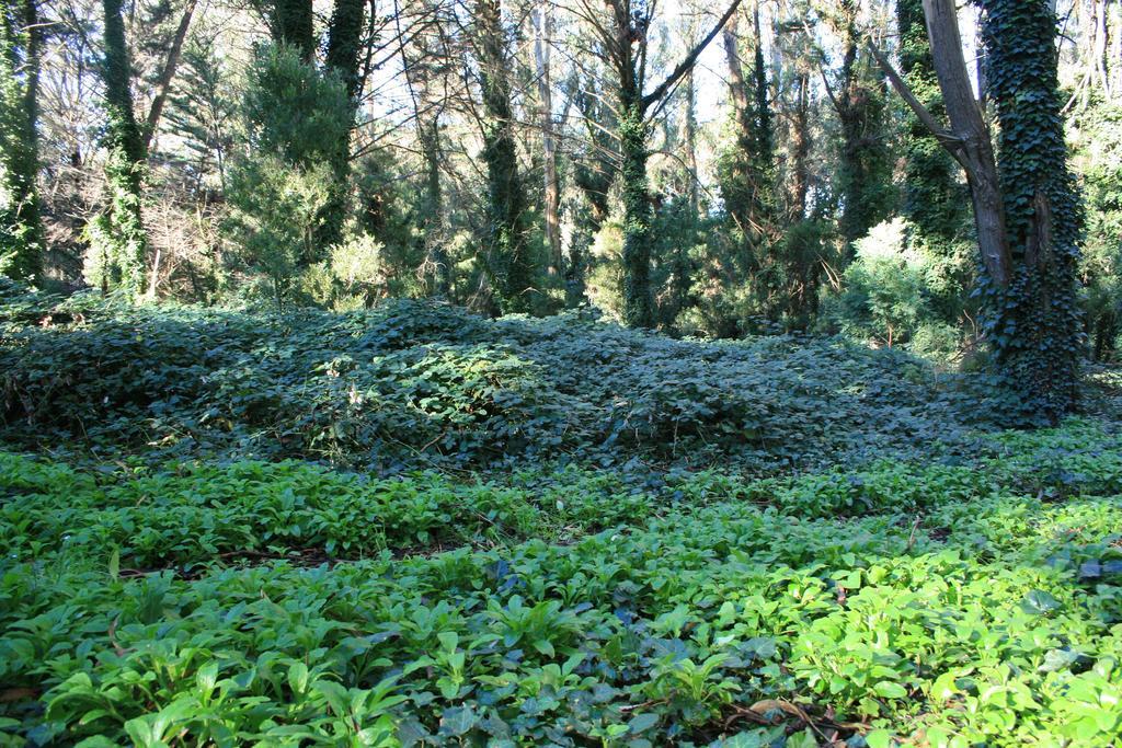 Las Cortaderas Bosque Peralta Ramos Mar del Plata Exterior foto
